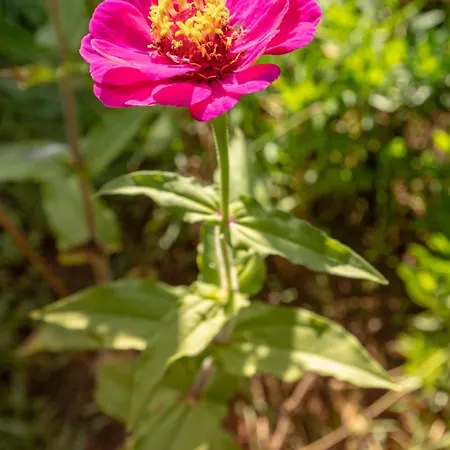 Gerekos Island * コントカリ